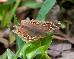 Junonia lemonias aenaria