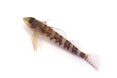 Enneapterygius etheostoma
