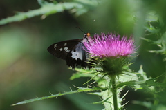 Satarupa nymphalis