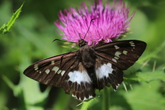 Satarupa nymphalis