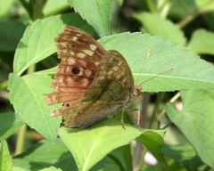 Junonia lemonias aenaria