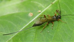 Odontocolon dentipes