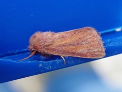 Denticucullus pygmina