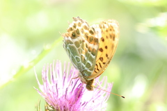 Argynnis zenobia