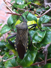 Pachylis acutangulus