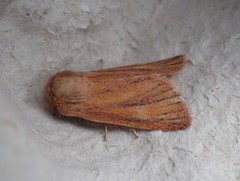 Denticucullus pygmina