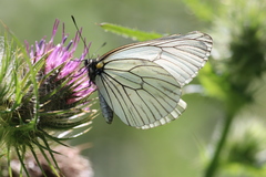 Aporia delavayi