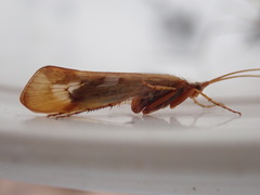 Limnephilus marmoratus