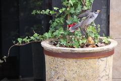 Manorina melanocephala