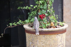 Manorina melanocephala