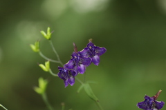 Delphinium giraldii