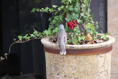 Manorina melanocephala