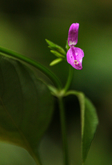 Dicliptera maculata subsp. maculata image
