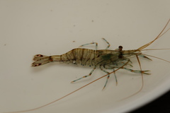 Palaemon pacificus