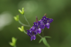Delphinium giraldii