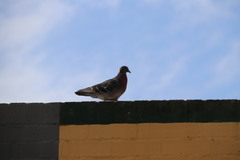 Columba livia domestica