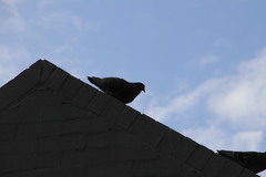 Columba livia domestica