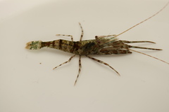 Heptacarpus futilirostris