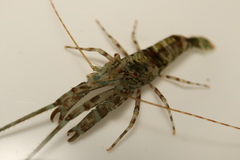 Heptacarpus futilirostris