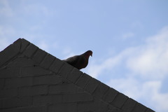 Columba livia domestica