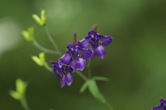 Delphinium giraldii