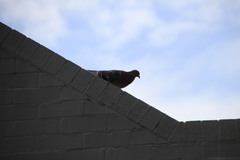 Columba livia domestica