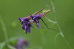 Delphinium giraldii