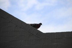 Columba livia domestica