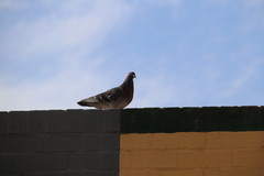 Columba livia domestica