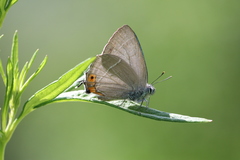 Favonius taxila