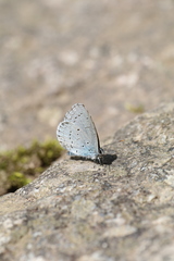 Celastrina oreas