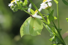 Gonepteryx aspasia