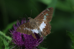 Satarupa nymphalis