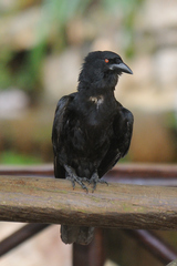 Corvus leucognaphalus