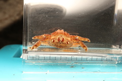Hapalogaster