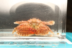Hapalogaster