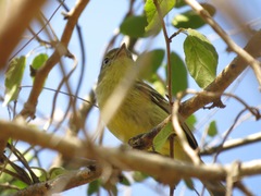 Vireo nanus