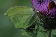 Gonepteryx aspasia