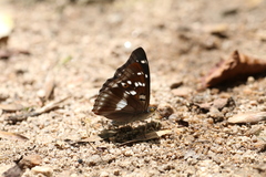 Apatura ilia