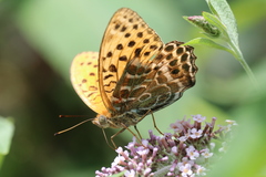 Argynnis zenobia