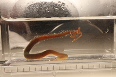 Acrocirrus validus