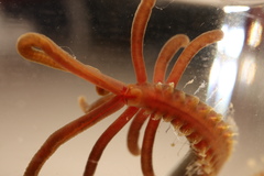 Acrocirrus validus