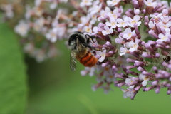 Bombus pyrosoma