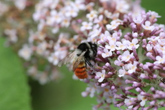 Bombus pyrosoma