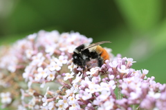 Bombus pyrosoma