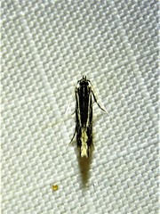 Eralea albalineella