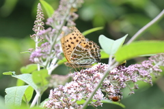 Argynnis zenobia