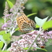 Argynnis zenobia - Photo (c) sunwenhao90, some rights reserved (CC BY-NC), uploaded by sunwenhao90