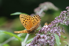 Argynnis zenobia