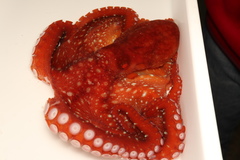 Callistoctopus luteus